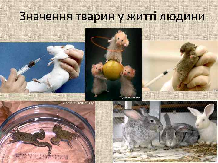 Значення тварин у житті людини 