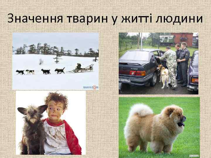 Значення тварин у житті людини 
