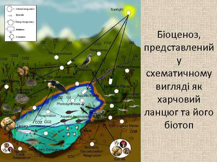 Біоценоз, представлений у схематичному вигляді як харчовий ланцюг та його біотоп 