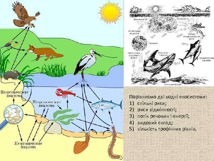 Порівняємо дві водні екосистеми: 1) спільні риси; 2) риси відмінності; 3) потік речовин і