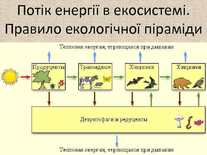 Потік енергії в екосистемі. Правило екологічної піраміди 