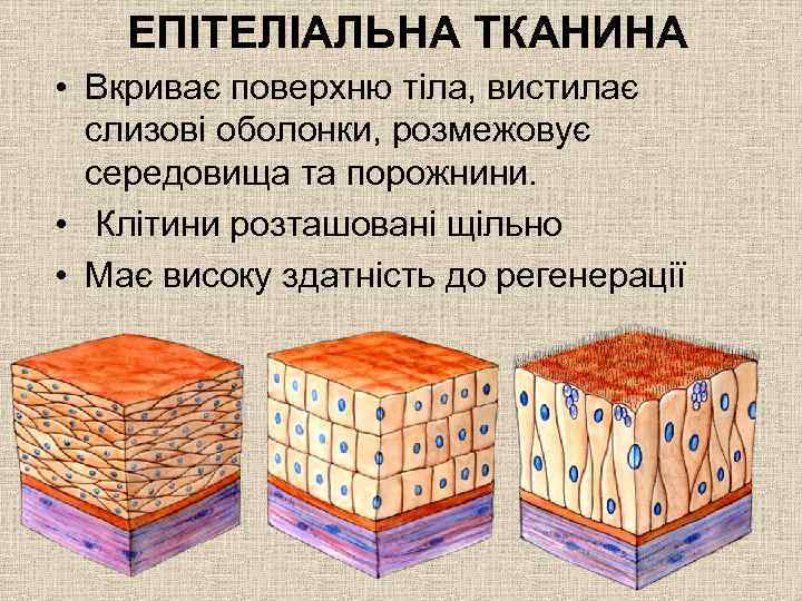 ЕПІТЕЛІАЛЬНА ТКАНИНА • Вкриває поверхню тіла, вистилає слизові оболонки, розмежовує середовища та порожнини. •