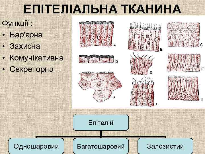 ЕПІТЕЛІАЛЬНА ТКАНИНА Функції : • Бар'єрна • Захисна • Комунікативна • Секреторна Епітелій Одношаровий