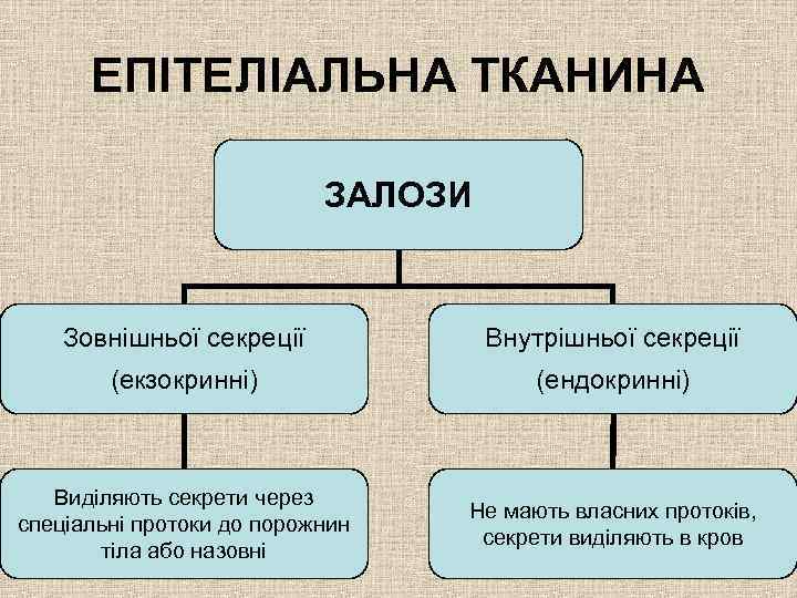 ЕПІТЕЛІАЛЬНА ТКАНИНА ЗАЛОЗИ Зовнішньої секреції Внутрішньої секреції (екзокринні) (ендокринні) Виділяють секрети через спеціальні протоки