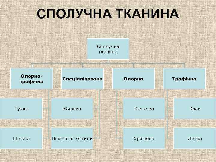 СПОЛУЧНА ТКАНИНА Сполучна тканина Опорнотрофічна Спеціалізована Опорна Трофічна Пухка Жирова Кісткова Кров Щільна Пігментні