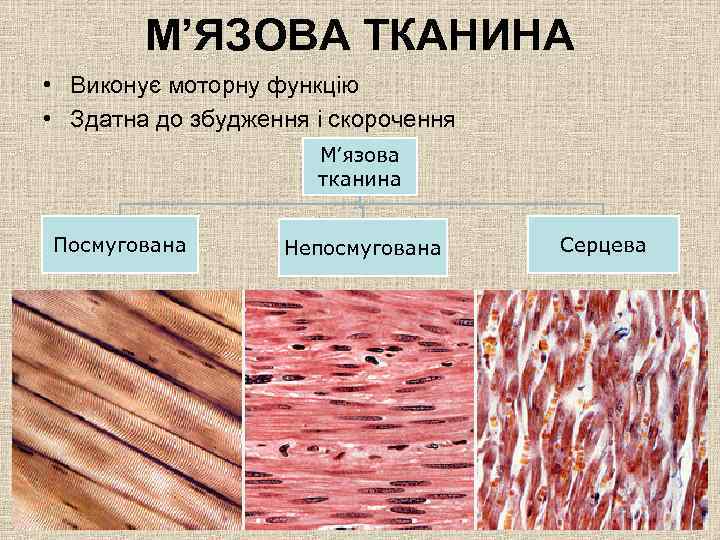 М’ЯЗОВА ТКАНИНА • Виконує моторну функцію • Здатна до збудження і скорочення М’язова тканина