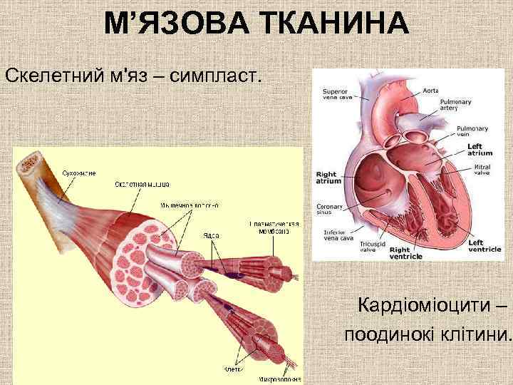 М’ЯЗОВА ТКАНИНА Скелетний м'яз – симпласт. Кардіоміоцити – поодинокі клітини. 