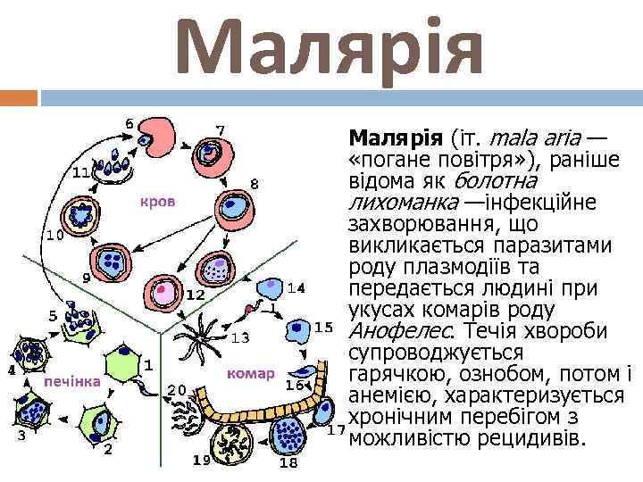 Малярія (іт. mala aria — «погане повітря» ), раніше відома як болотна лихоманка —інфекційне