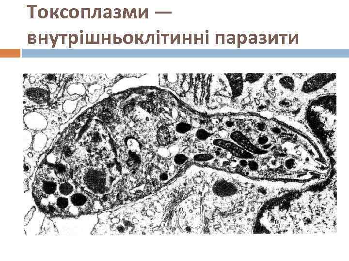 Токсоплазми — внутрішньоклітинні паразити 