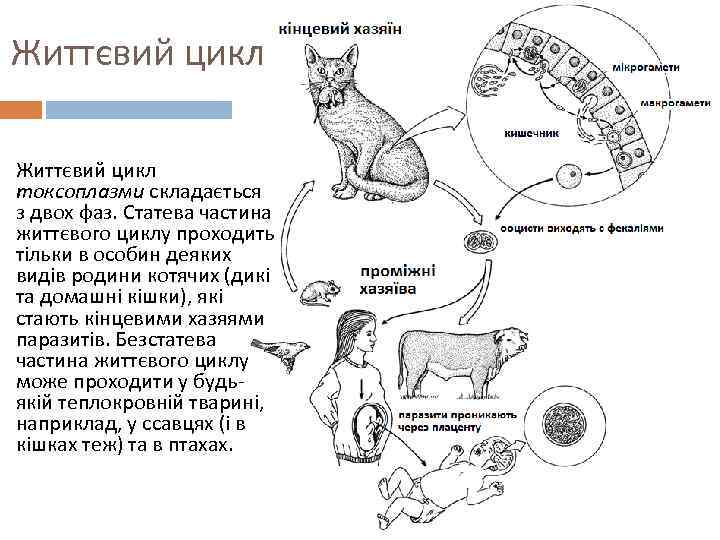 Життєвий цикл токсоплазми складається з двох фаз. Статева частина життєвого циклу проходить тільки в