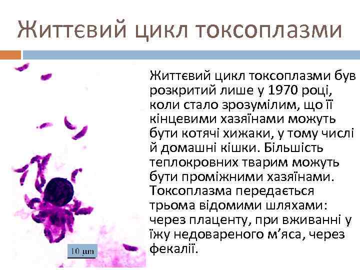 Життєвий цикл токсоплазми був розкритий лише у 1970 році, коли стало зрозумілим, що її