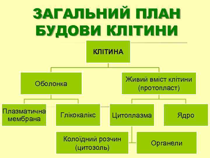 ЗАГАЛЬНИЙ ПЛАН БУДОВИ КЛІТИНА Живий вміст клітини (протопласт) Оболонка Плазматична мембрана Глікокалікс Цитоплазма Колоїдний