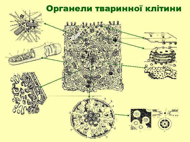 Органели тваринної клітини 