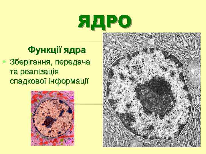 ЯДРО Функції ядра § Зберігання, передача та реалізація спадкової інформації 