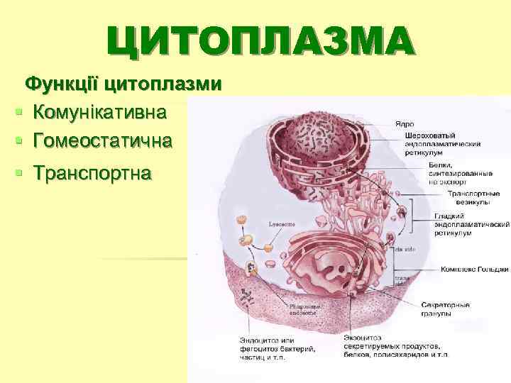 ЦИТОПЛАЗМА Функції цитоплазми § Комунікативна § Гомеостатична § Транспортна 