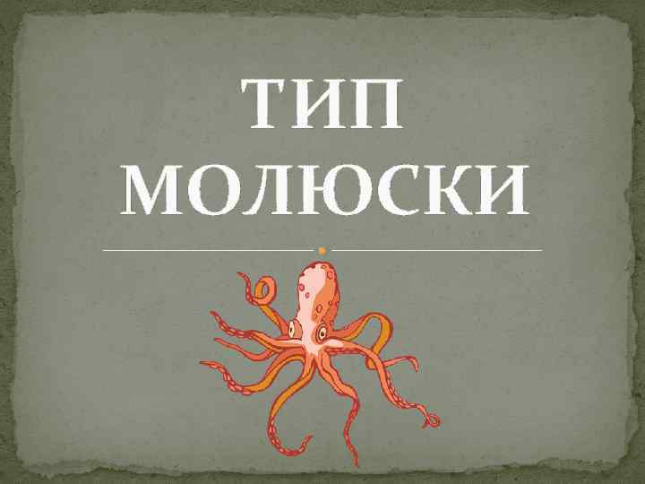 ТИП МОЛЮСКИ 