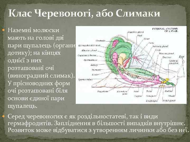 Клас Черевоногі, або Слимаки Наземні молюски мають на голові дві пари щупалець (органи дотику);