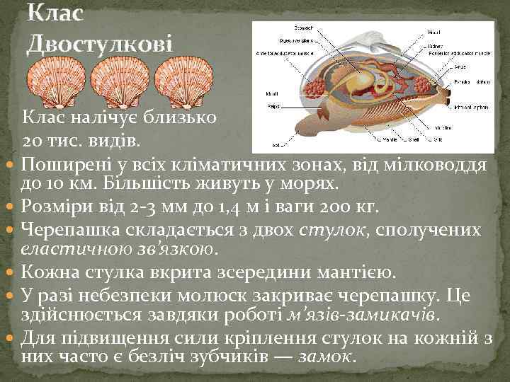 Клас Двостулкові Клас налічує близько 20 тис. видів. Поширені у всіх кліматичних зонах, від