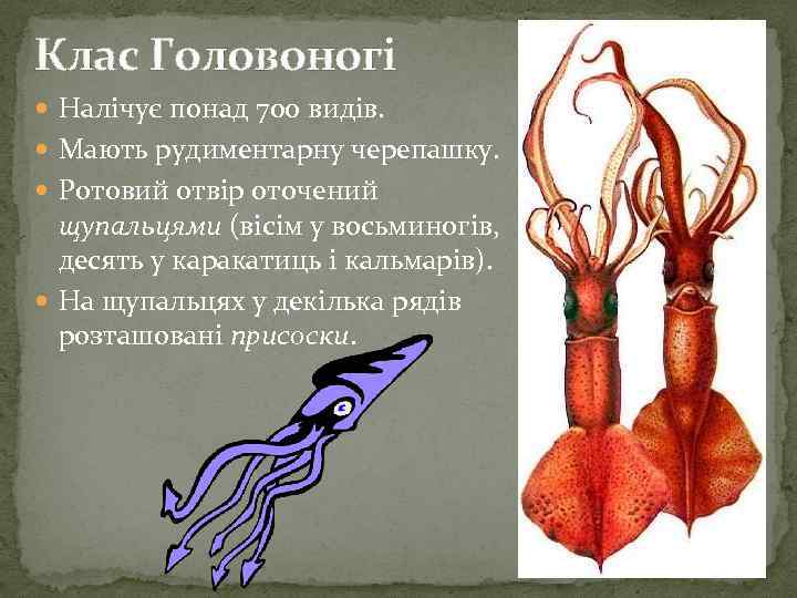 Клас Головоногі Налічує понад 700 видів. Мають рудиментарну черепашку. Ротовий отвір оточений щупальцями (вісім