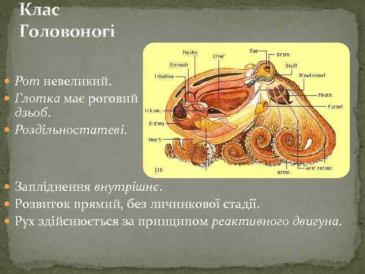 Клас Головоногі Рот невеликий. Глотка має роговий дзьоб. Роздільностатеві. Запліднення внутрішнє. Розвиток прямий, без