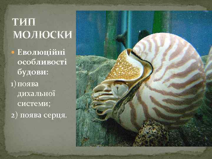 ТИП МОЛЮСКИ Еволюційні особливості будови: 1)поява дихальної системи; 2) поява серця. 