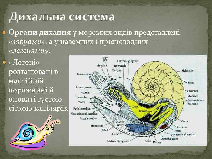 Дихальна система Органи дихання у морських видів представлені «зябрами» , а у наземних і