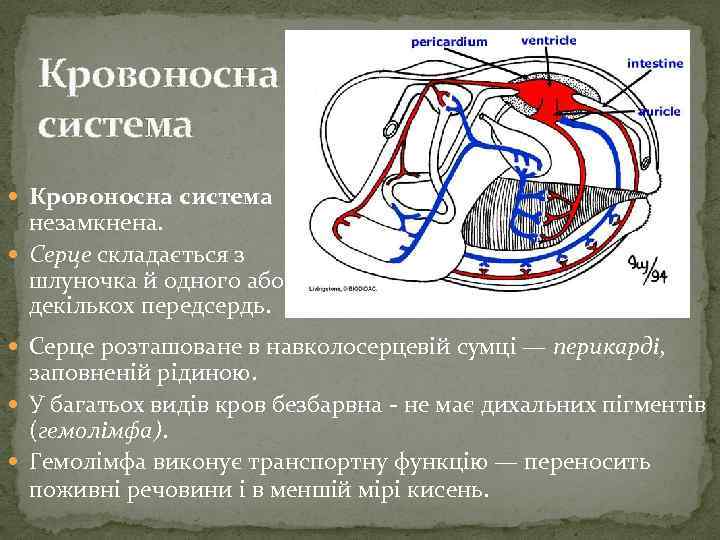 Кровоносна система незамкнена. Серце складається з шлуночка й одного або декількох передсердь. Серце розташоване