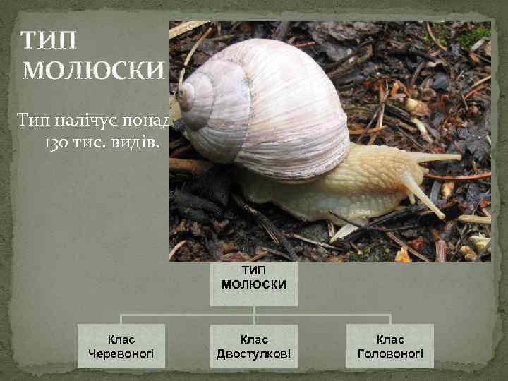 ТИП МОЛЮСКИ Тип налічує понад 130 тис. видів. ТИП МОЛЮСКИ Клас Черевоногі Клас Двостулкові