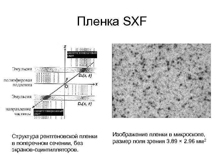 Пленка SXF Структура рентгеновской пленки в поперечном сечении, без экранов-сцинтилляторов. Изображение пленки в микроскопе,