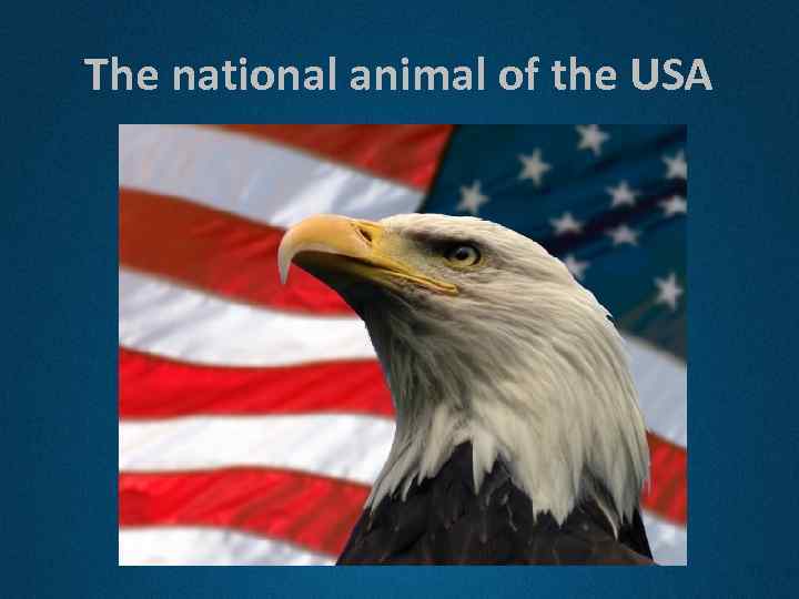 The national animal of the USA 