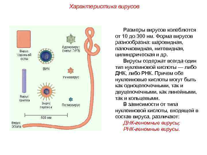 Характеристика вирусов биология 5 класс кратко. Вирусы.свойства вирусов. Характеристика вирусов биология