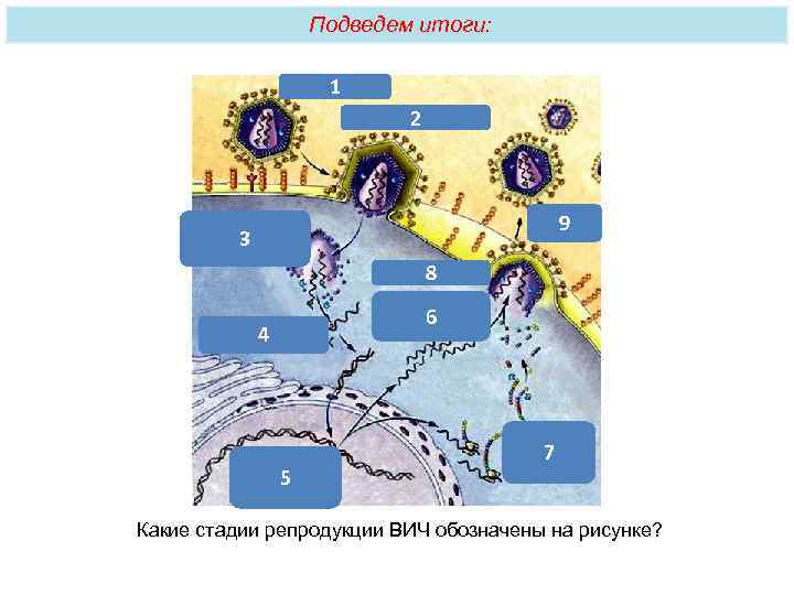 Стадии репродукции