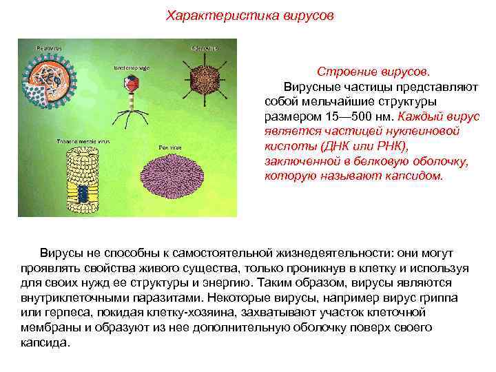 Характеристика вирусов и бактерий