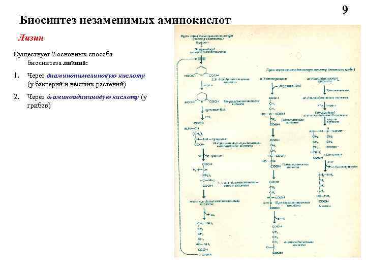 Схема получения аминокислот