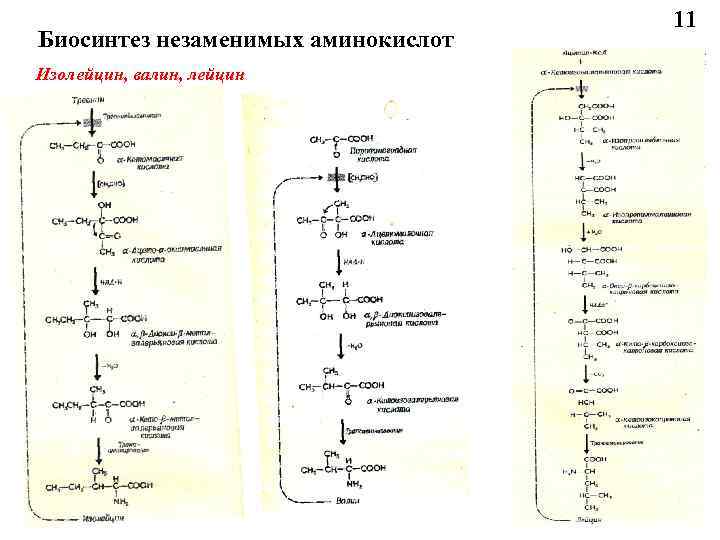 Биосинтез аминокислот в организме проект