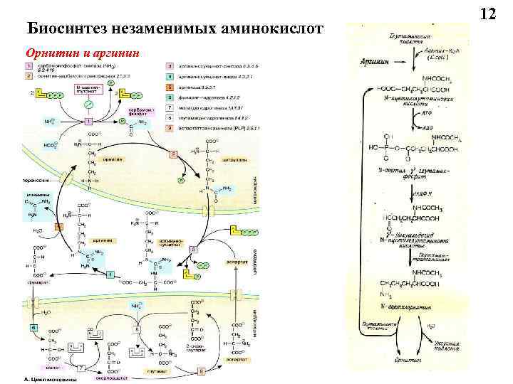 Биосинтез незаменимых аминокислот Орнитин и аргинин 12 