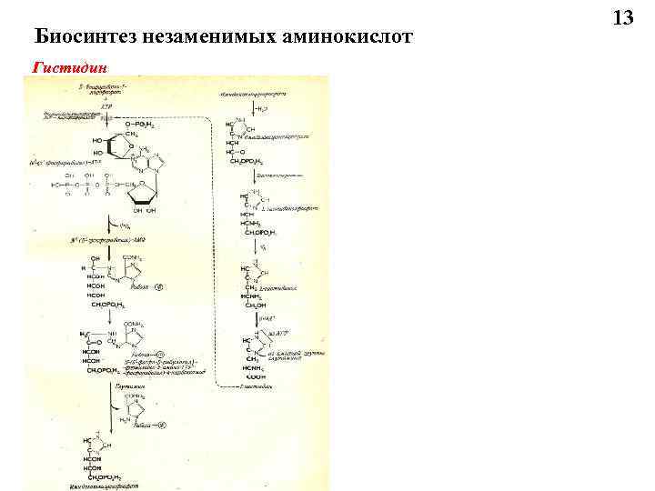 Схема обмена гистидина в разных тканях