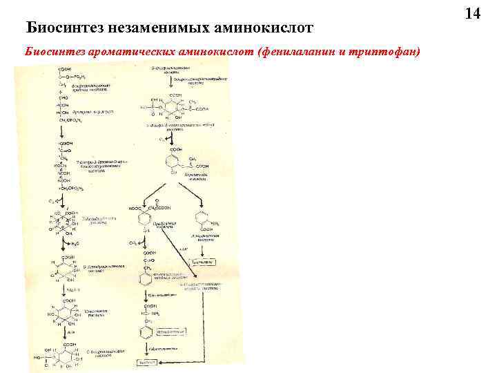 Биосинтез незаменимых аминокислот Биосинтез ароматических аминокислот (фенилаланин и триптофан) 14 