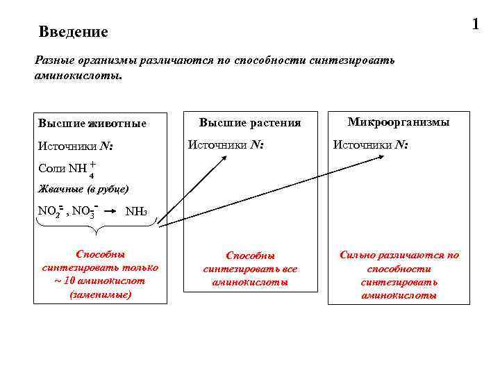 1 Введение Разные организмы различаются по способности синтезировать аминокислоты. Высшие животные Высшие растения Источники