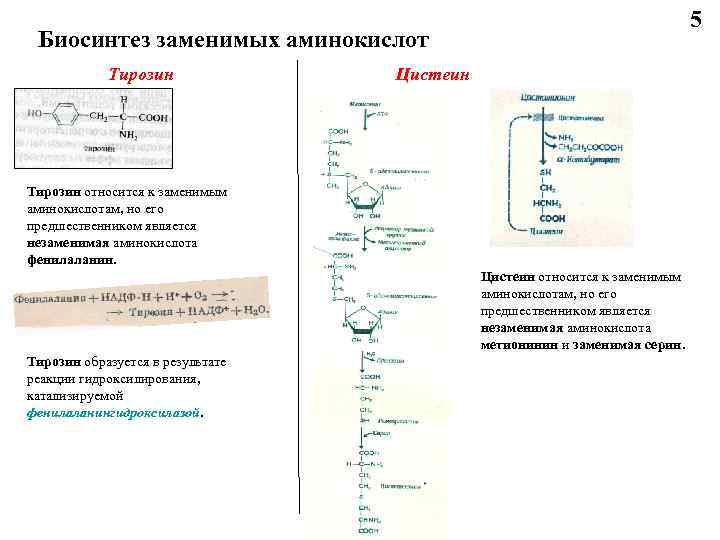 Синтез заменимых аминокислот. Схема синтеза незаменимых аминокислот биохимия. Схема синтеза заменимых аминокислот. Синтез незаменимых аминокислот. Биосинтез заменимых аминокислот.