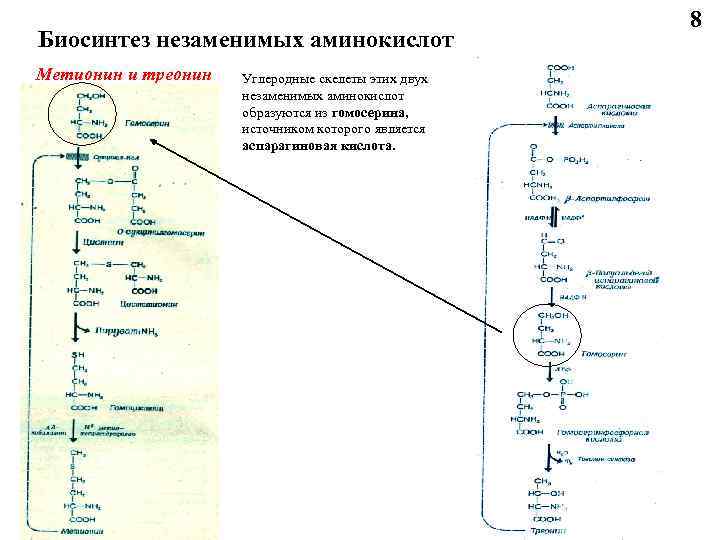 Биосинтез незаменимых аминокислот Метионин и треонин Углеродные скелеты этих двух незаменимых аминокислот образуются из