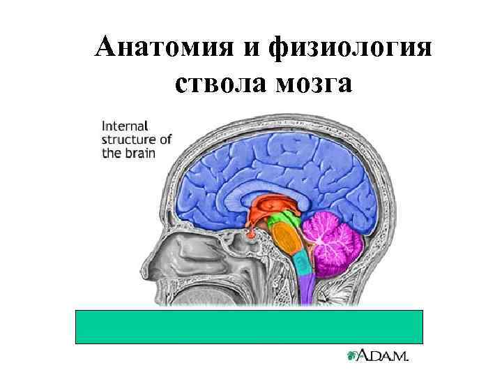 Анатомия и физиология ствола мозга 