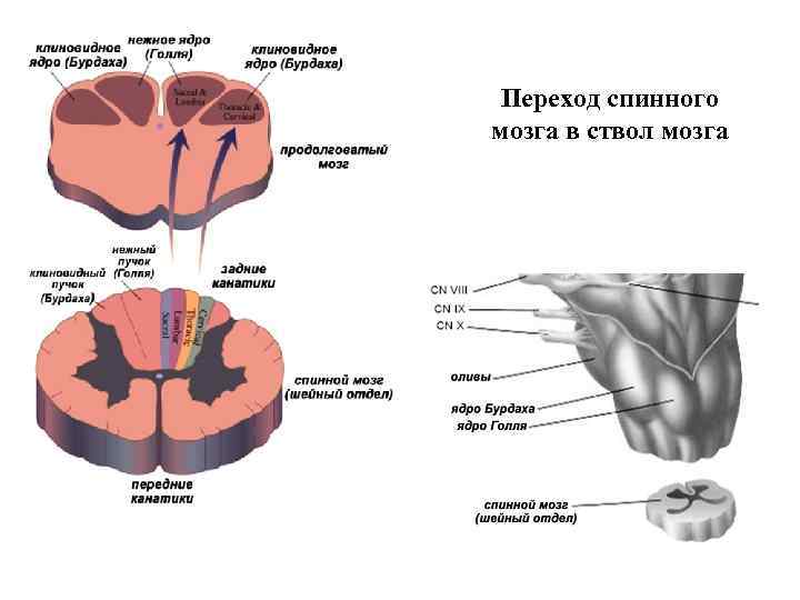 Переход спинного мозга в ствол мозга 