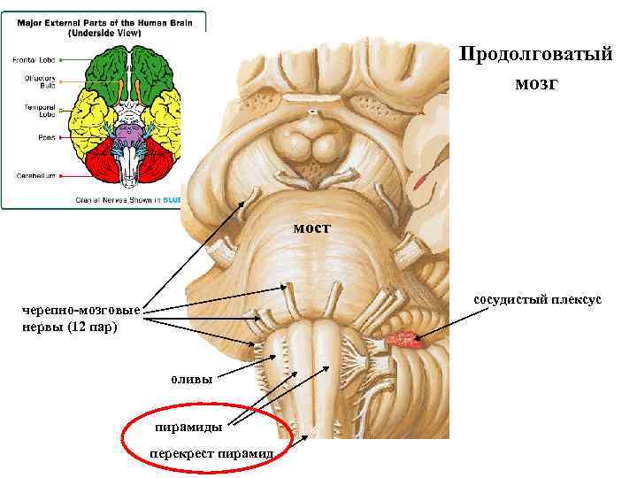 Нижний край моста. Продолговатый мозг пирамиды Перекрест пирамид. Ядро оливы продолговатого мозга. Черепные нервы анатомия продолговатый мозг. Продолговатый мозг анатомия олива.