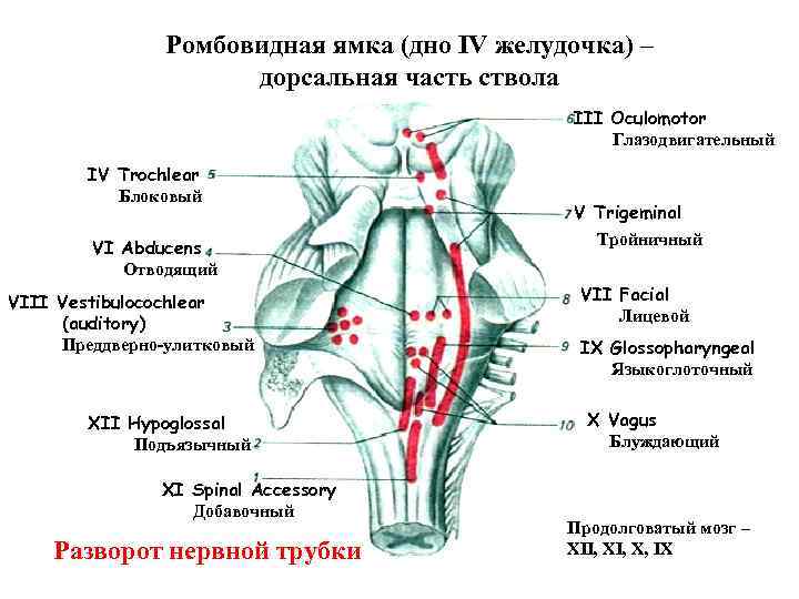Ядра черепных нервов продолговатого мозга. Ядра черепных:нервов 4 желудочек. 4 Желудочек головного мозга ядра. 4 Желудочек и ромбовидная ямка анатомия. Задний мозг. IV желудочек. Ромбовидная ямка.