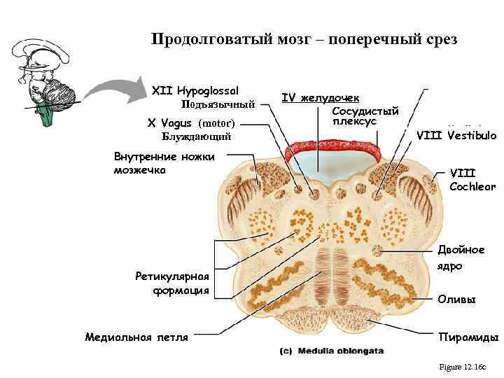 Поперечный срез продолговатого мозга схема