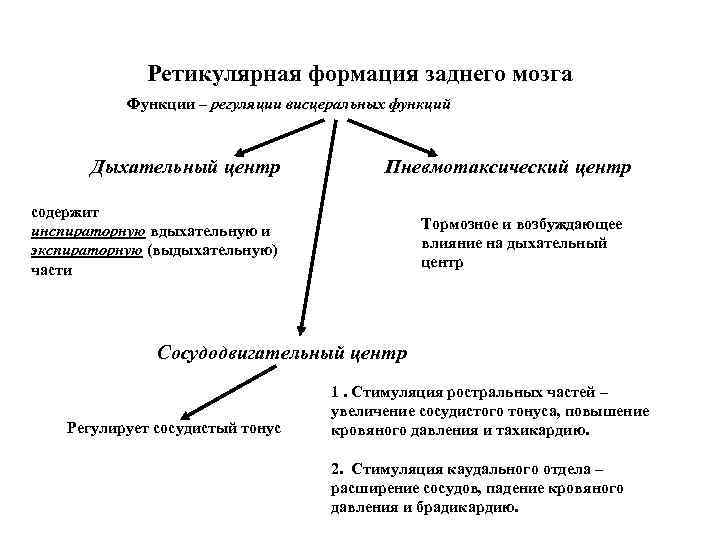 Ретикулярная формация физиология презентация