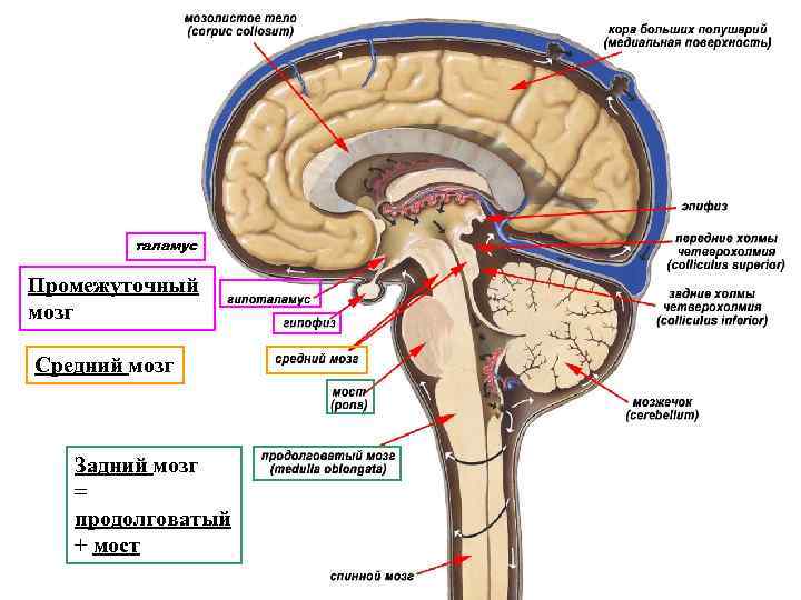 таламус Промежуточный мозг Средний мозг Задний мозг = продолговатый + мост 