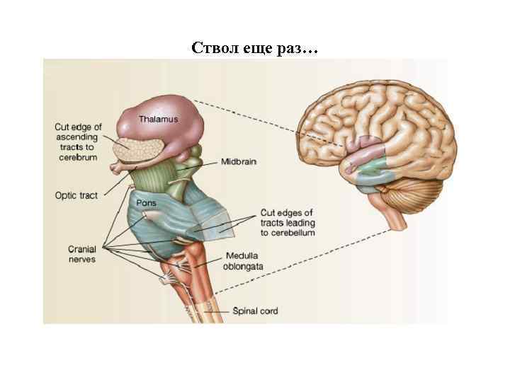 Ствол еще раз… 