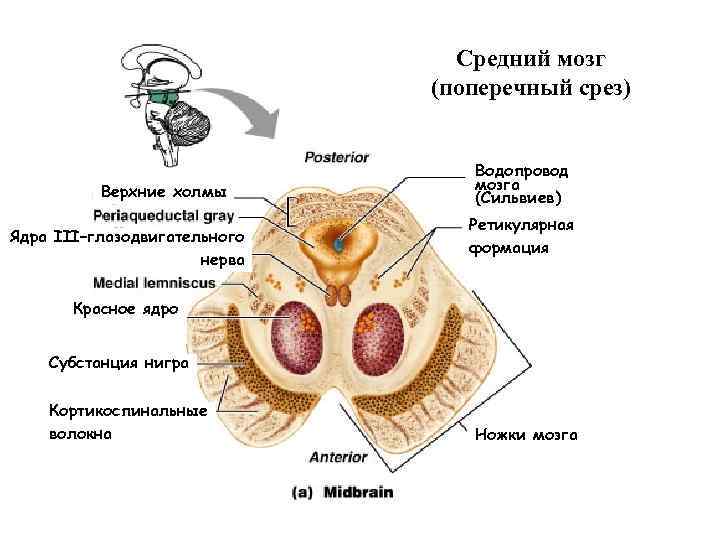 Средний мозг срез схема